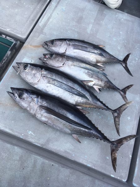 渡船屋たにぐち 釣果