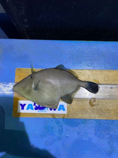 ヤザワ渡船 釣果