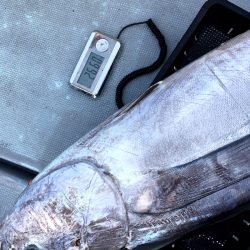 渡船屋たにぐち 釣果