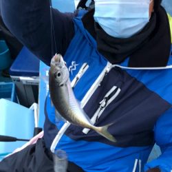 ヤザワ渡船 釣果