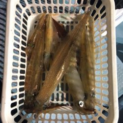 第二八坂丸 釣果