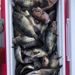 フィッシング　キッタカ 釣果