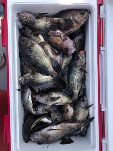 フィッシング　キッタカ 釣果