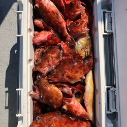 フィッシング　キッタカ 釣果