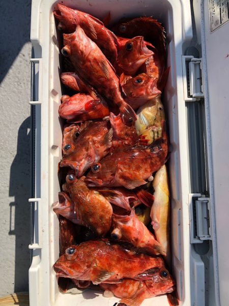 フィッシング　キッタカ 釣果