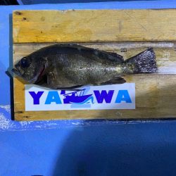 ヤザワ渡船 釣果