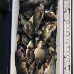 フィッシング　キッタカ 釣果