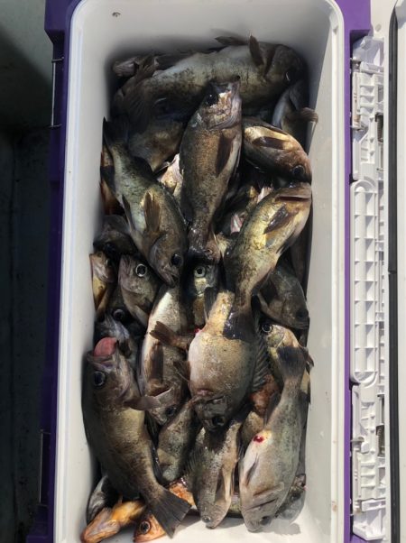 フィッシング　キッタカ 釣果