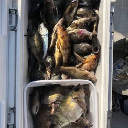 フィッシング　キッタカ 釣果