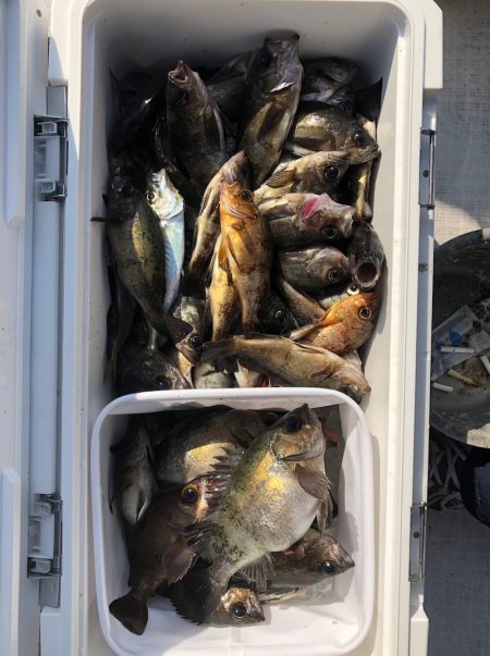 フィッシング　キッタカ 釣果