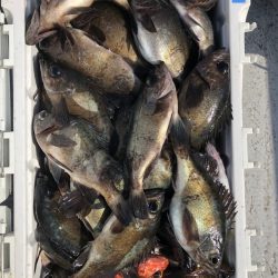 フィッシング　キッタカ 釣果