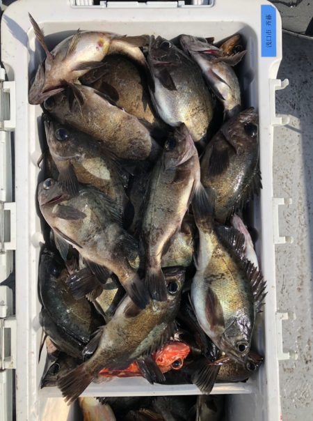 フィッシング　キッタカ 釣果