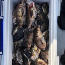 フィッシング　キッタカ 釣果