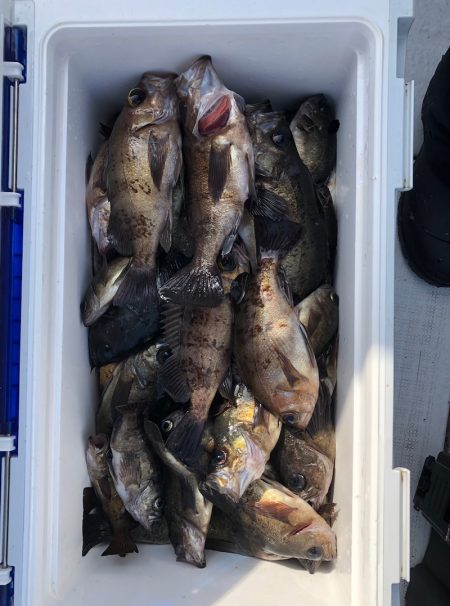 フィッシング　キッタカ 釣果