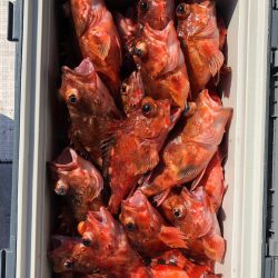 フィッシング　キッタカ 釣果