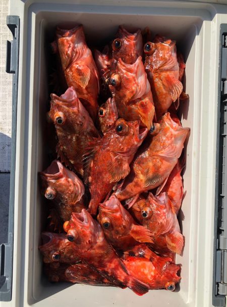 フィッシング　キッタカ 釣果