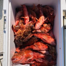 フィッシング　キッタカ 釣果