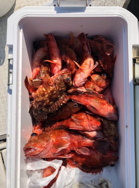 フィッシング　キッタカ 釣果