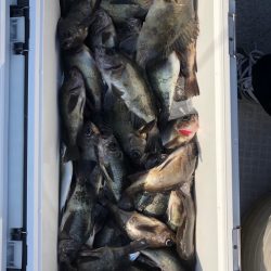 フィッシング　キッタカ 釣果