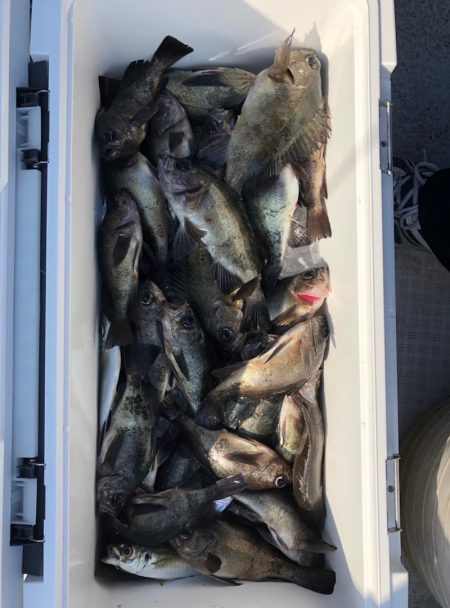 フィッシング　キッタカ 釣果