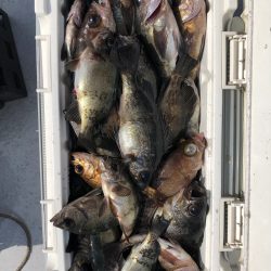 フィッシング　キッタカ 釣果