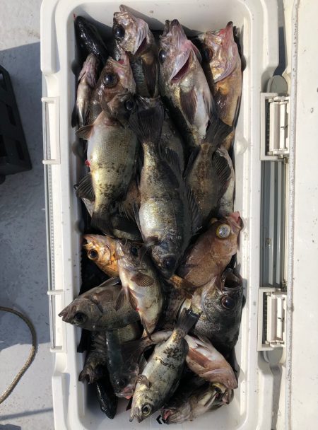 フィッシング　キッタカ 釣果