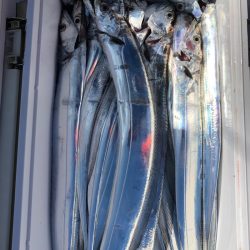 フィッシング　キッタカ 釣果