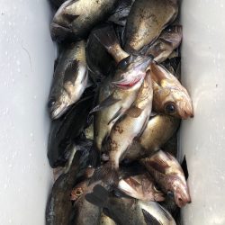 フィッシング　キッタカ 釣果