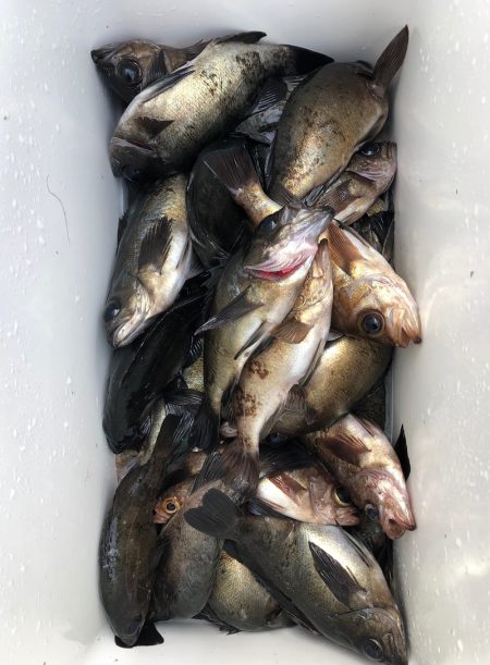 フィッシング　キッタカ 釣果