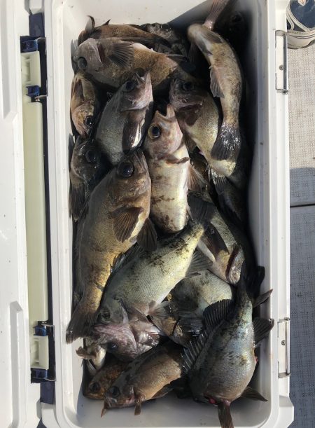 フィッシング　キッタカ 釣果