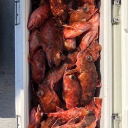 フィッシング　キッタカ 釣果