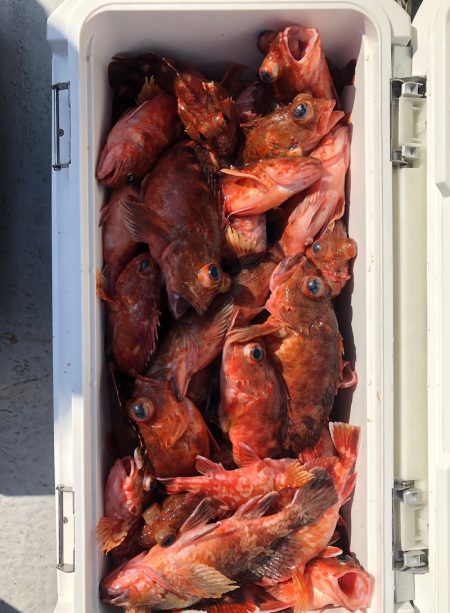 フィッシング　キッタカ 釣果