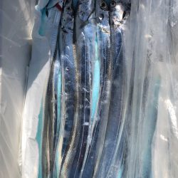 フィッシング　キッタカ 釣果