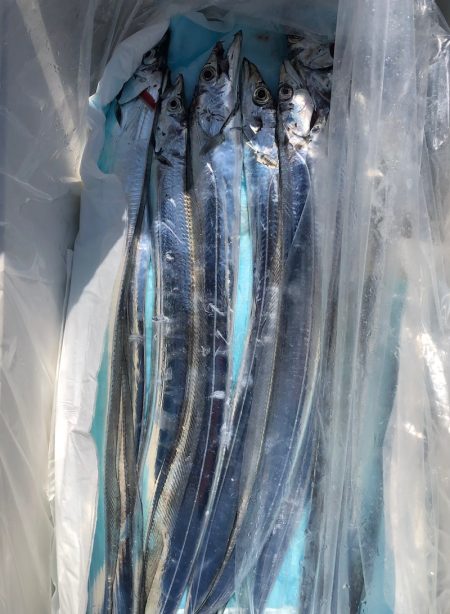 フィッシング　キッタカ 釣果