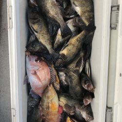 フィッシング　キッタカ 釣果