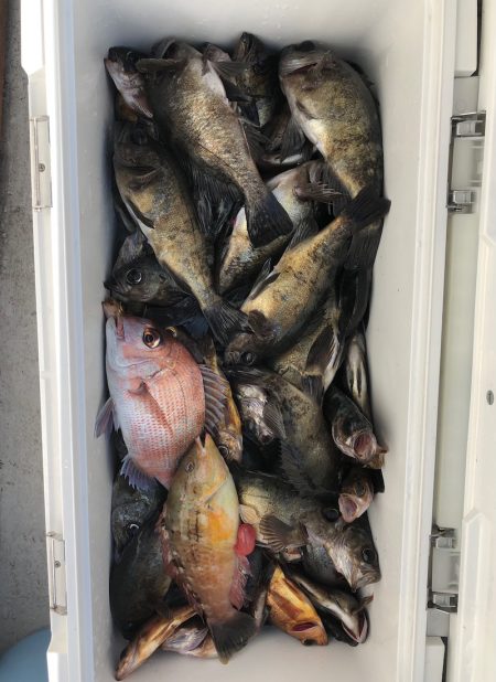 フィッシング　キッタカ 釣果