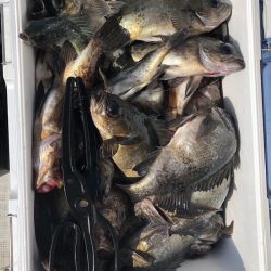 フィッシング　キッタカ 釣果