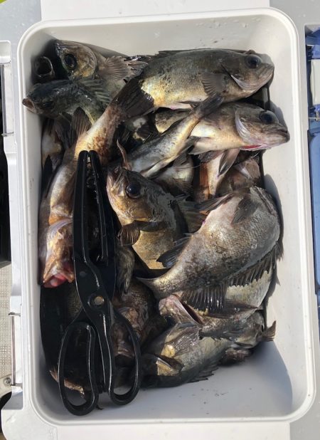 フィッシング　キッタカ 釣果