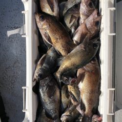 フィッシング　キッタカ 釣果