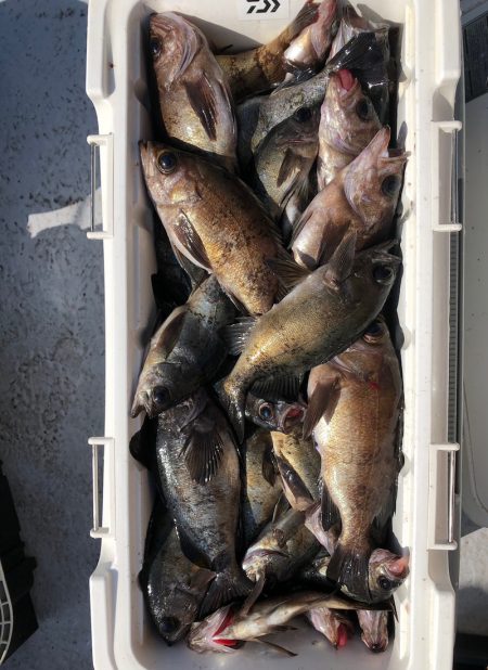 フィッシング　キッタカ 釣果