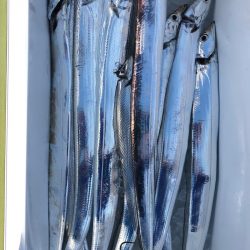 フィッシング　キッタカ 釣果