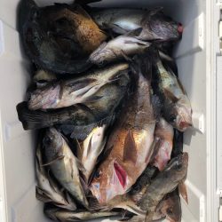 フィッシング　キッタカ 釣果