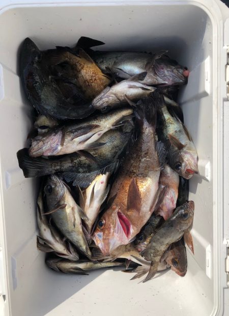 フィッシング　キッタカ 釣果