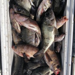 フィッシング　キッタカ 釣果