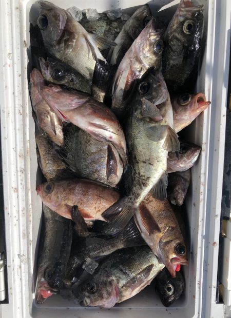 フィッシング　キッタカ 釣果