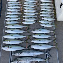 SeaRide(シーライド) 釣果