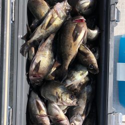 フィッシング　キッタカ 釣果