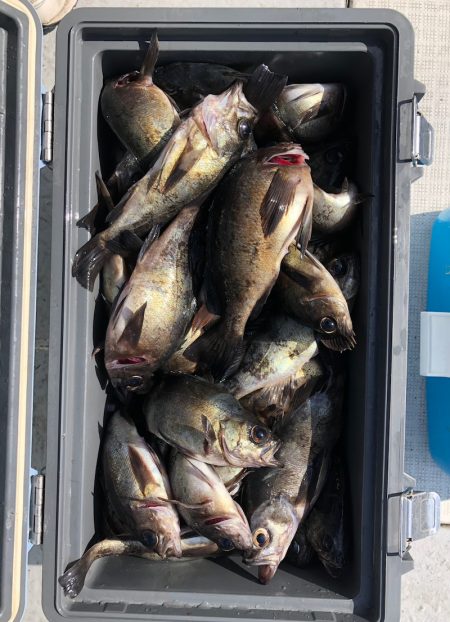 フィッシング　キッタカ 釣果