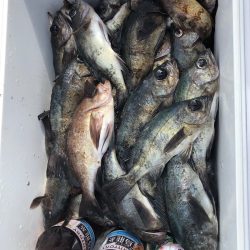 フィッシング　キッタカ 釣果