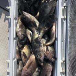 フィッシング キッタカ 釣果